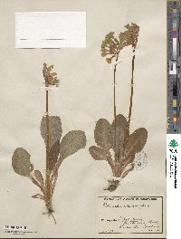 Primula elatior image