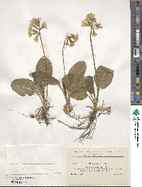 Primula elatior image