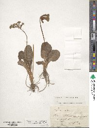 Primula elatior image