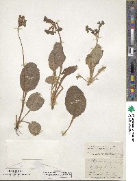 Primula elatior image