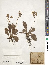 Primula elatior image