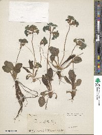 Primula elatior image