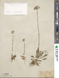 Primula farinosa image