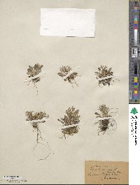 Primula farinosa image