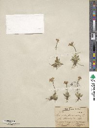 Primula farinosa image