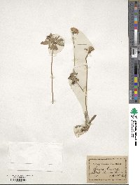 Primula farinosa image