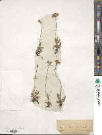 Primula farinosa image