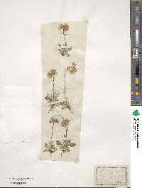 Primula farinosa image