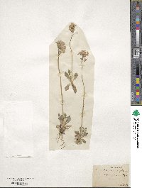 Primula farinosa image