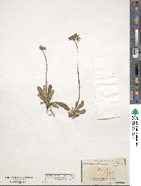 Primula farinosa image