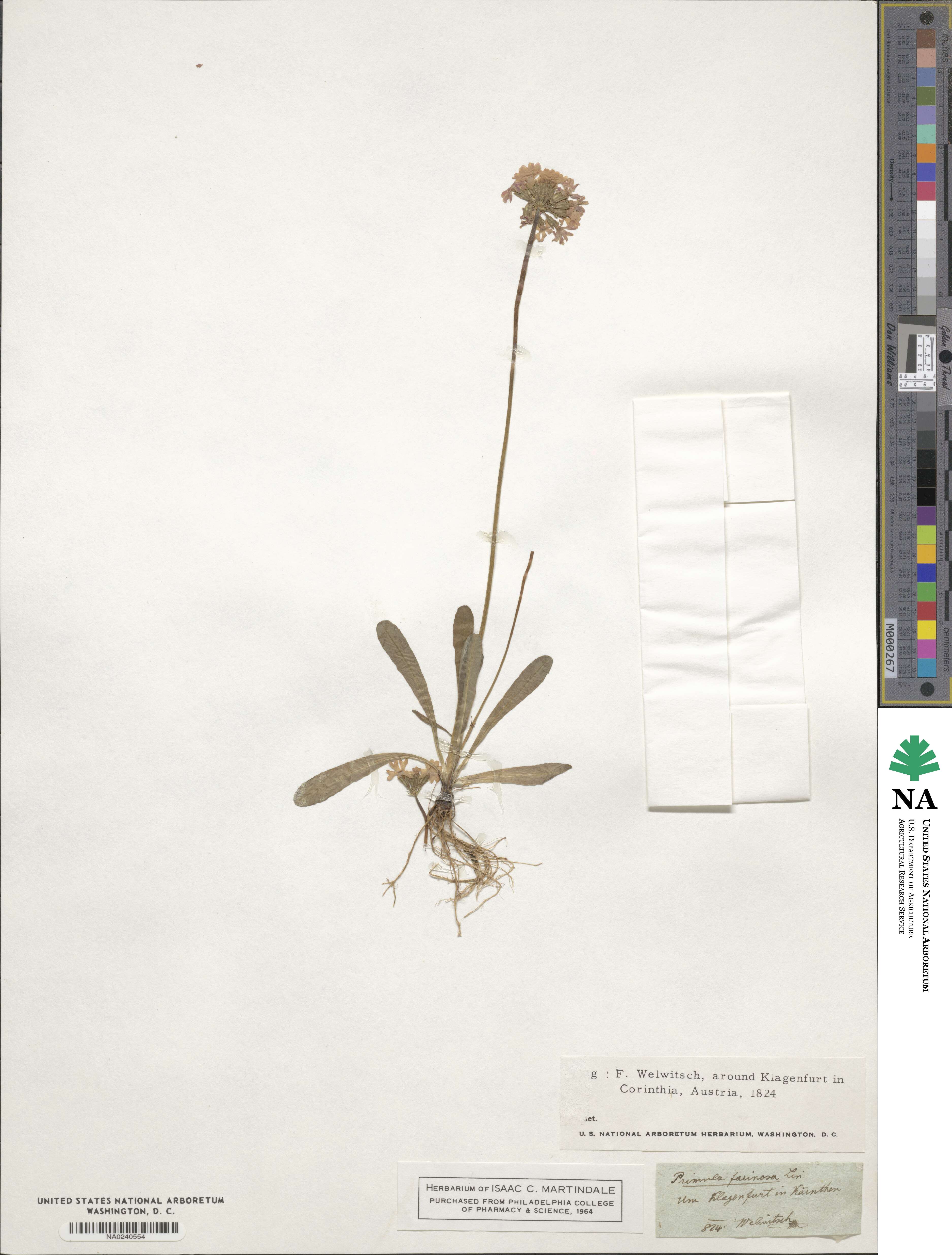 Primula farinosa image