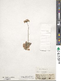Primula farinosa image