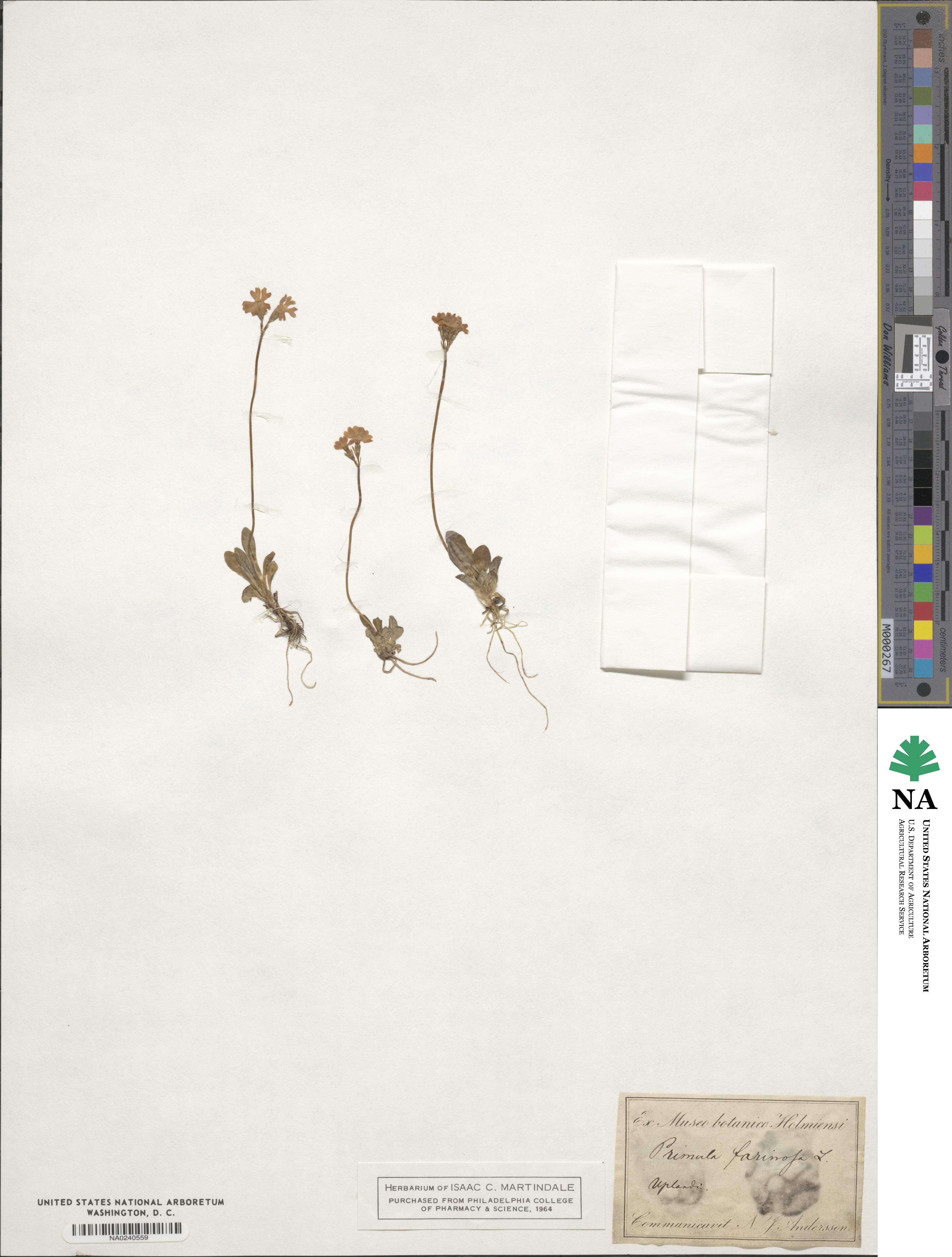 Primula farinosa image
