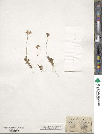 Primula farinosa image