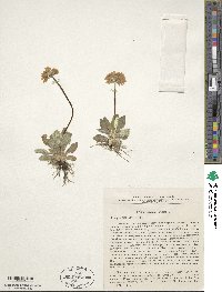 Primula farinosa image