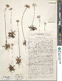 Primula gigantea image