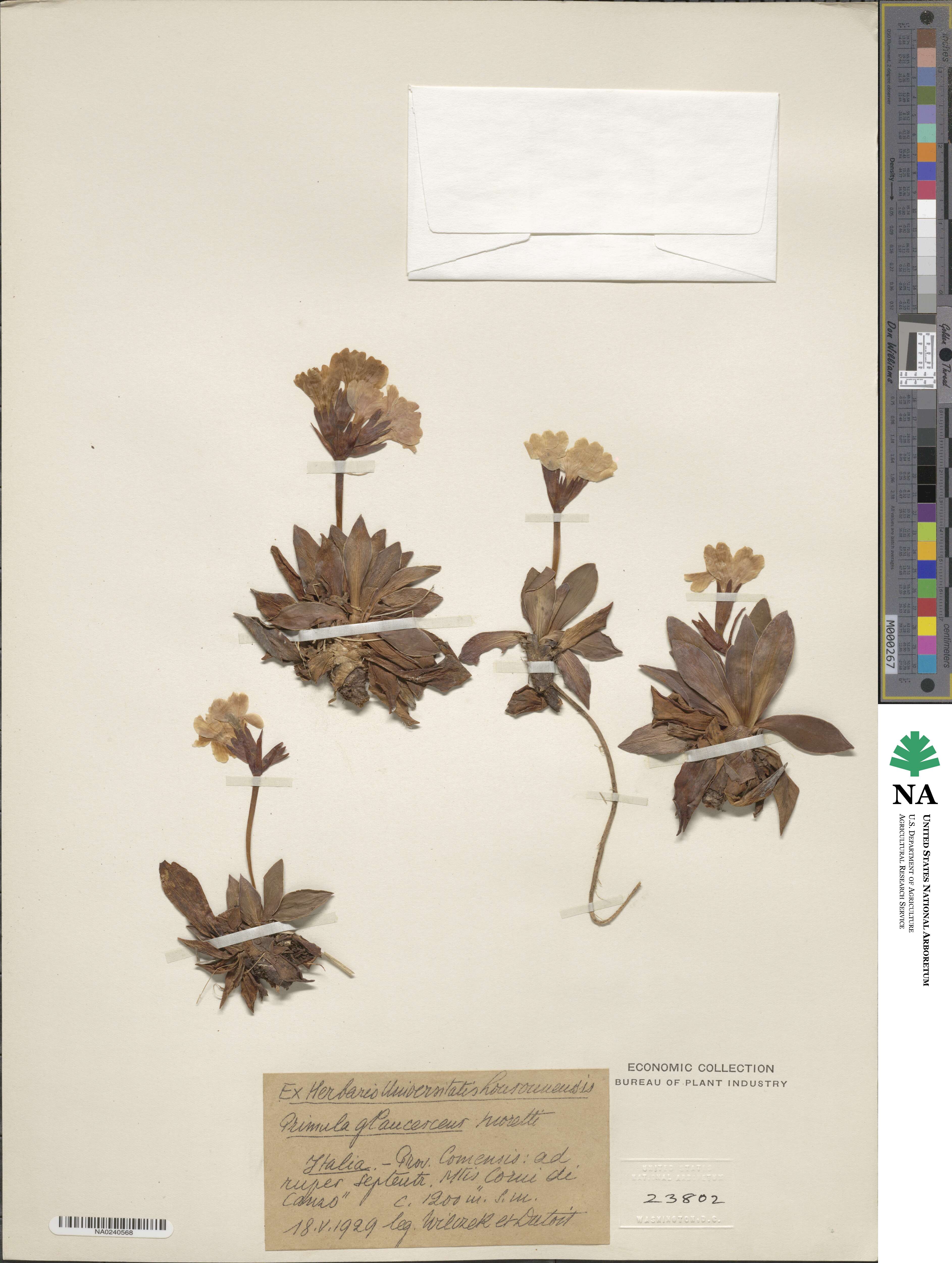 Primula glaucescens image