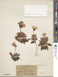 Primula glaucescens image