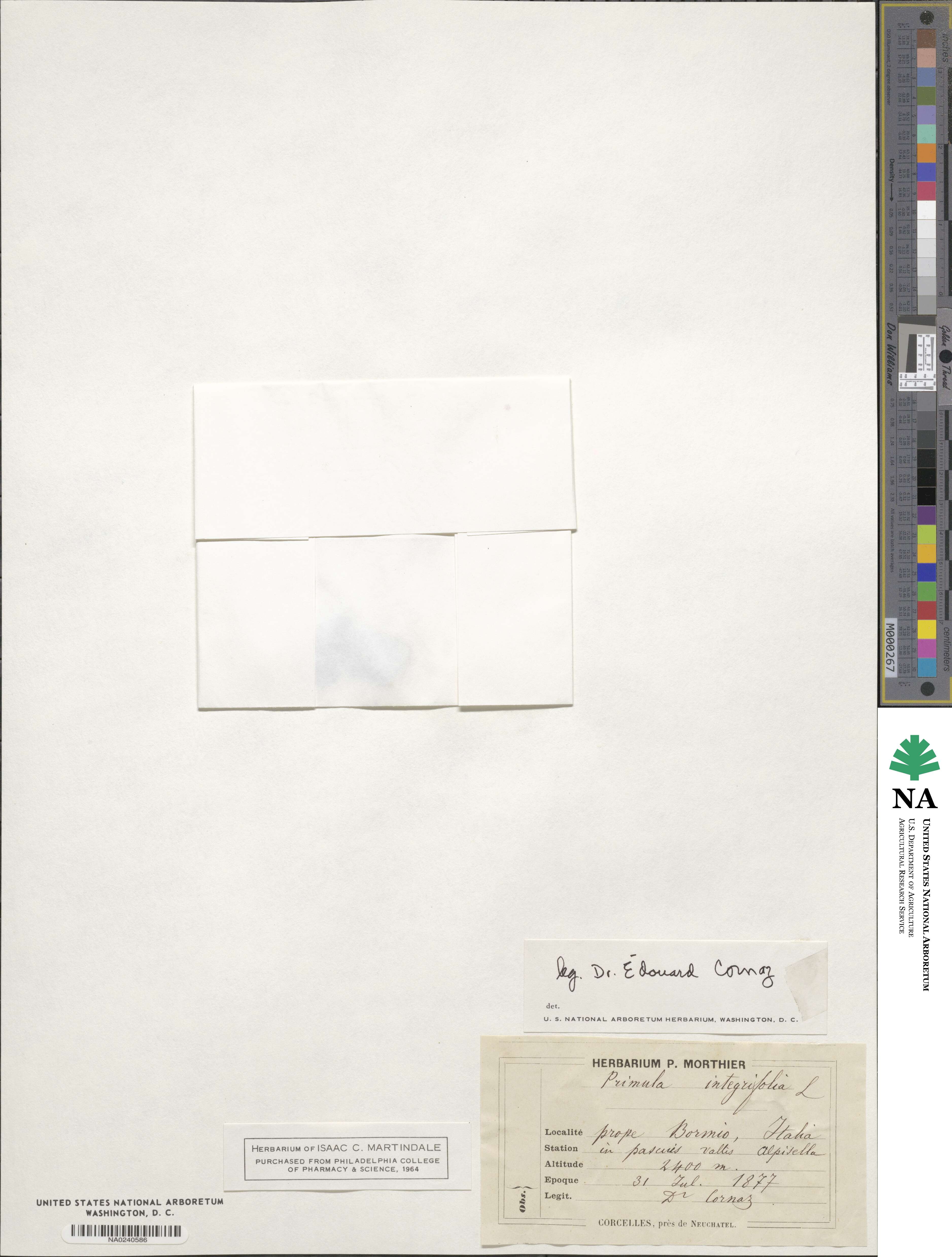 Primula integrifolia image