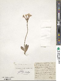 Primula longiflora image