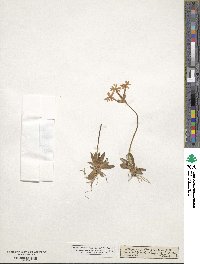 Primula longiflora image