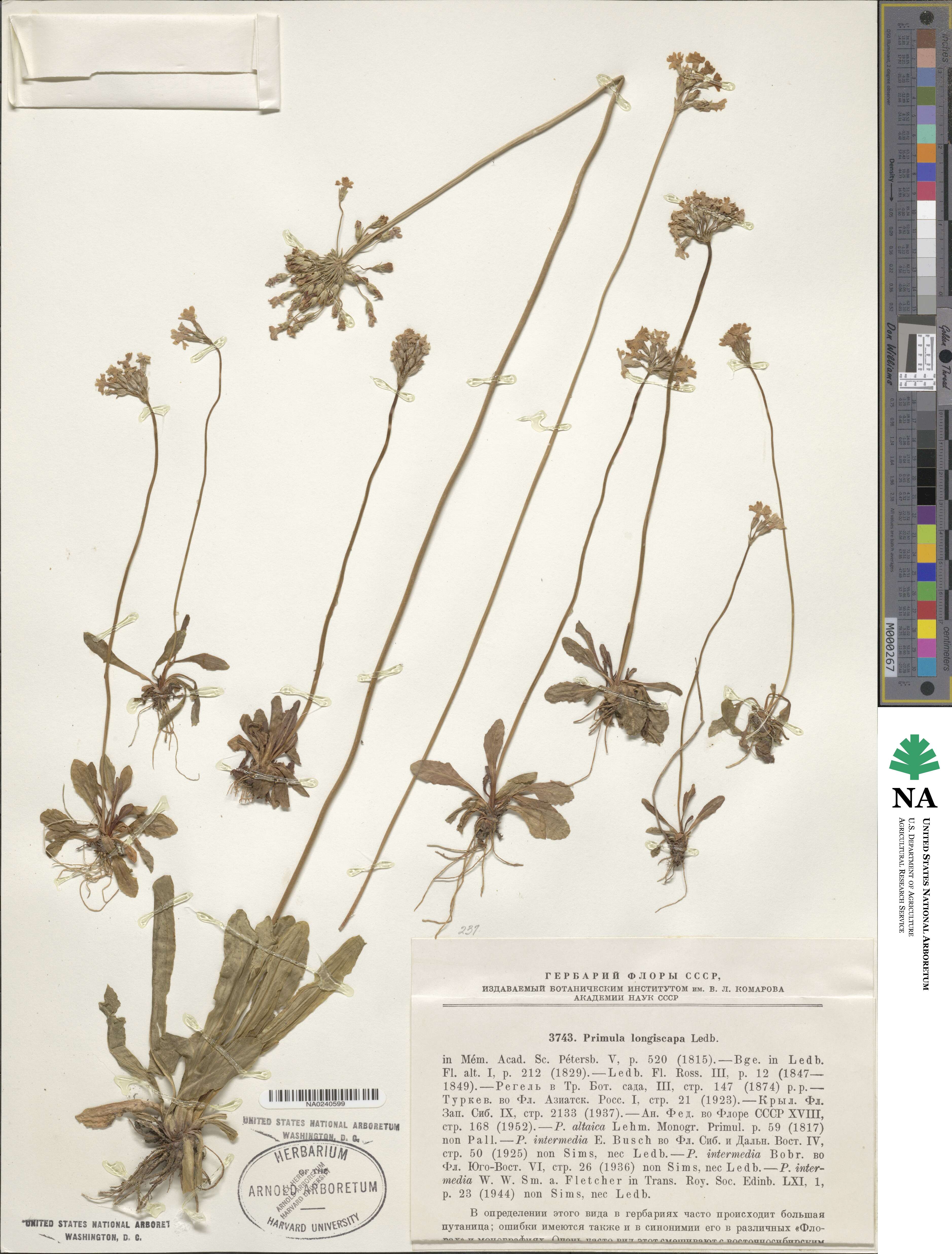 Primula longiscapa image