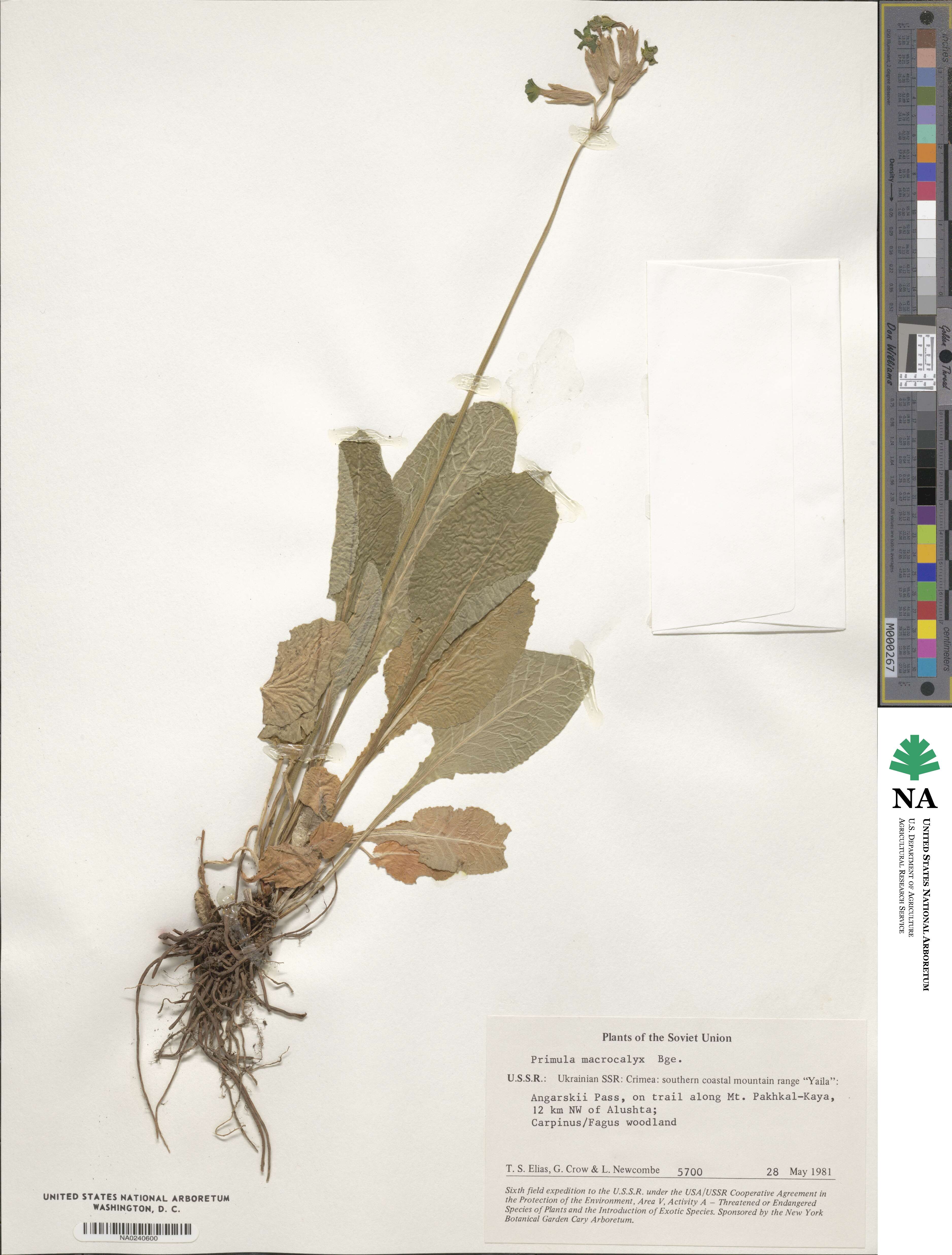 Primula veris subsp. macrocalyx image