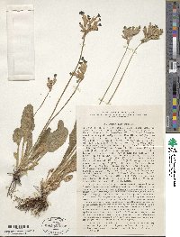 Primula veris subsp. macrocalyx image