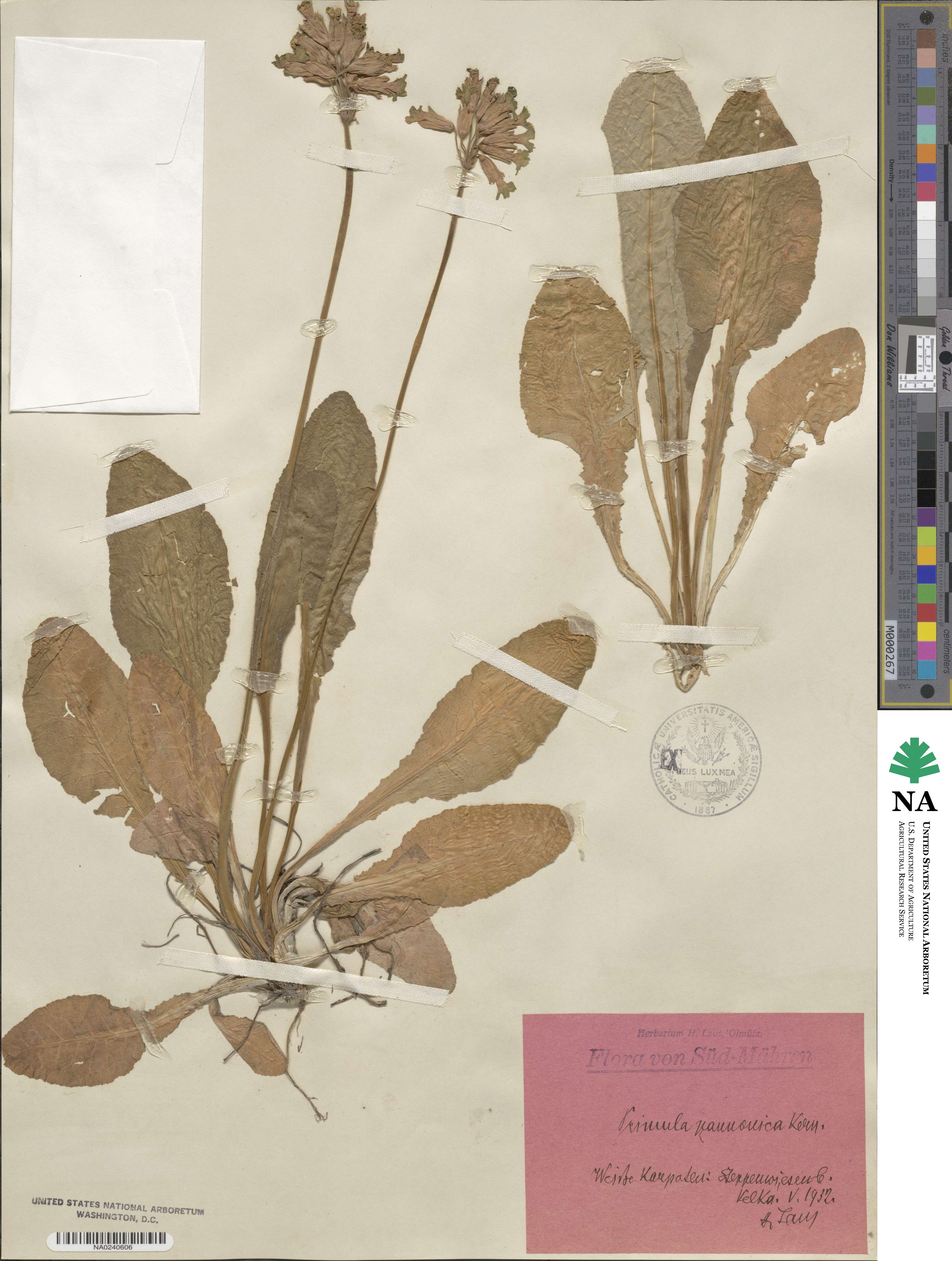 Primula veris image