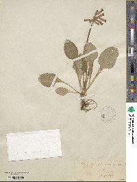 Primula veris subsp. veris image