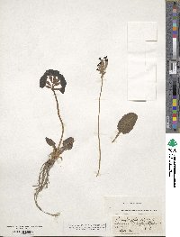 Primula veris subsp. veris image