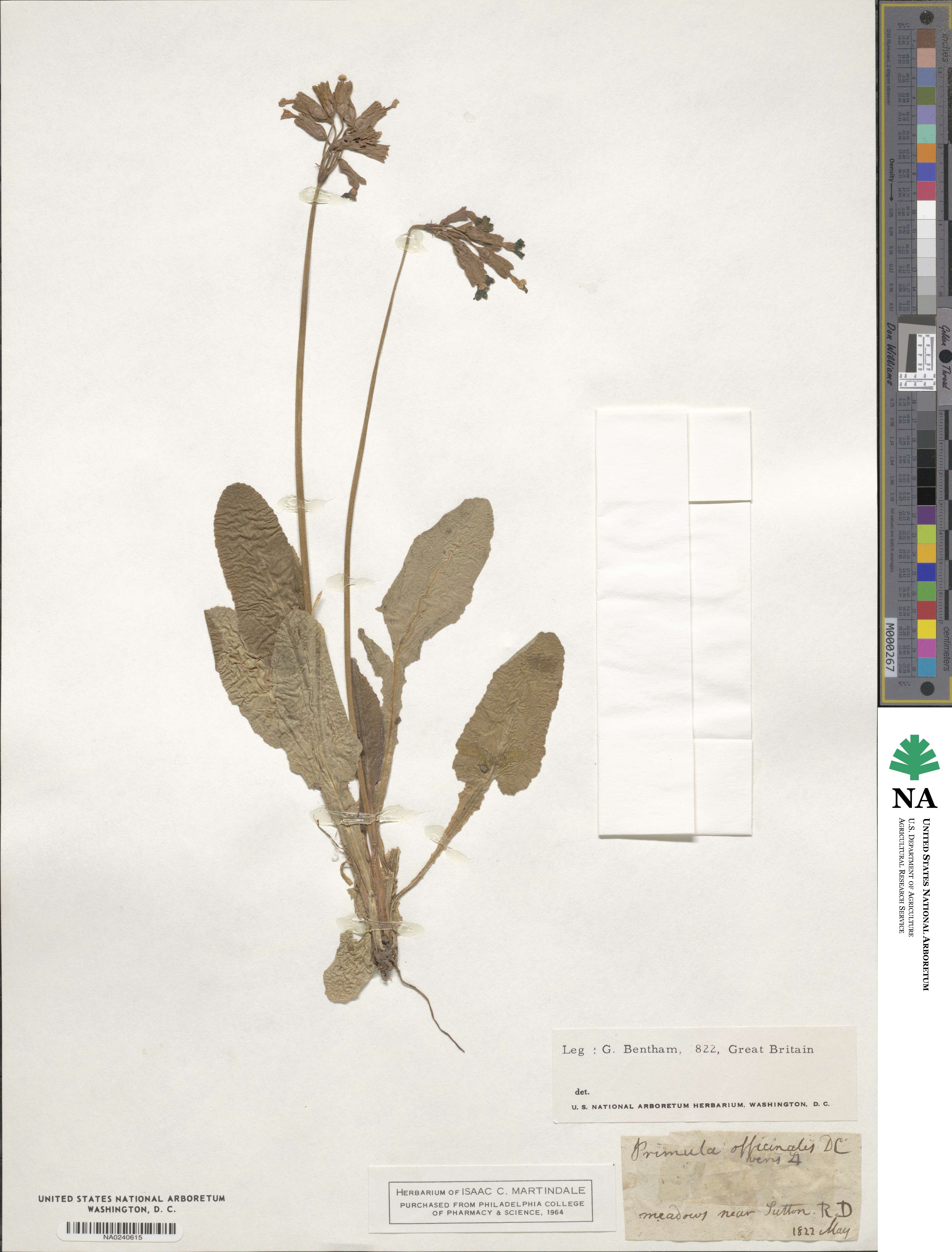 Primula veris subsp. veris image