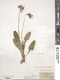 Primula veris subsp. veris image