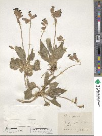 Primula veris subsp. veris image