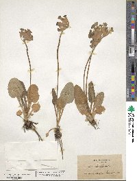 Primula veris subsp. veris image