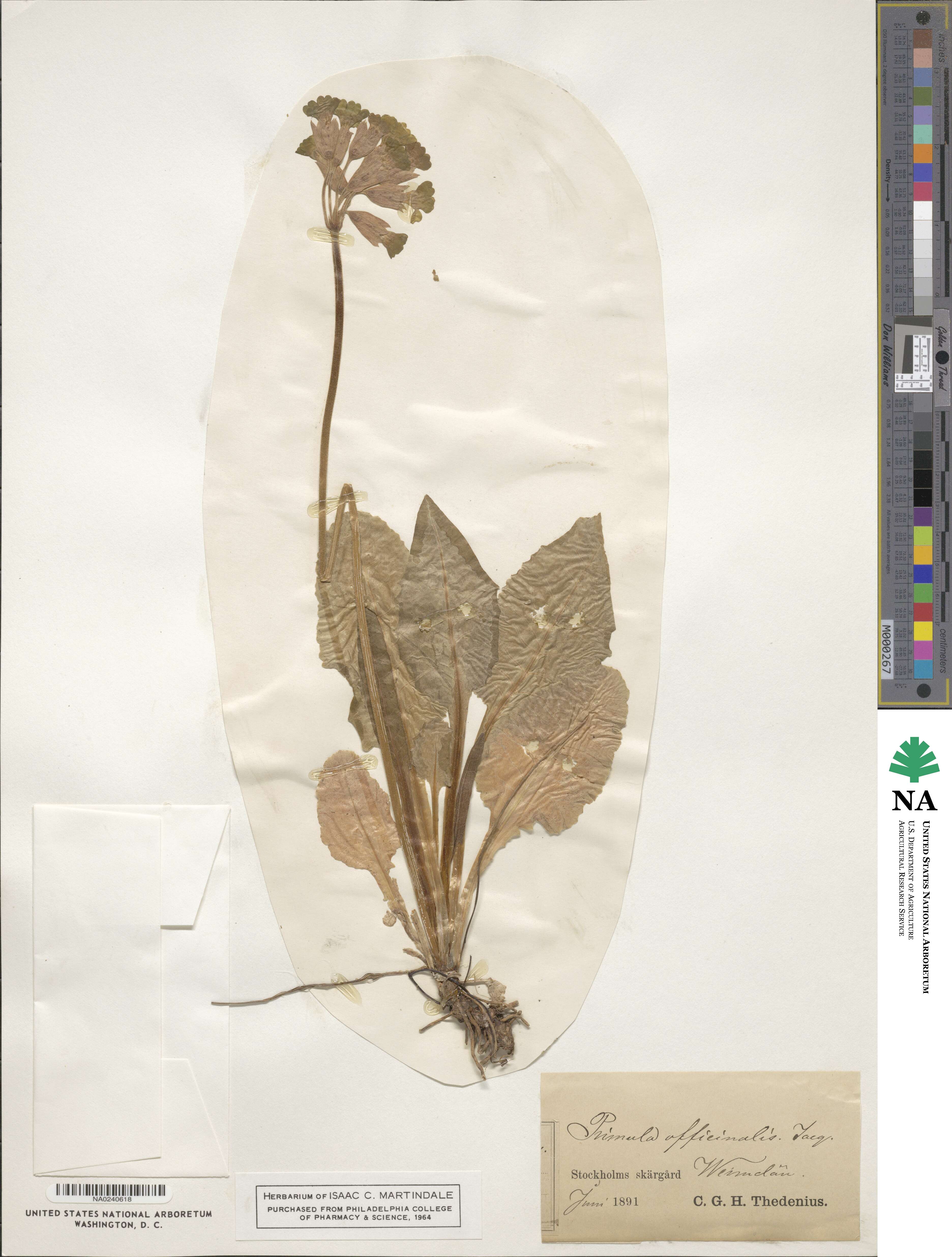 Primula veris subsp. veris image