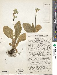 Primula elatior image