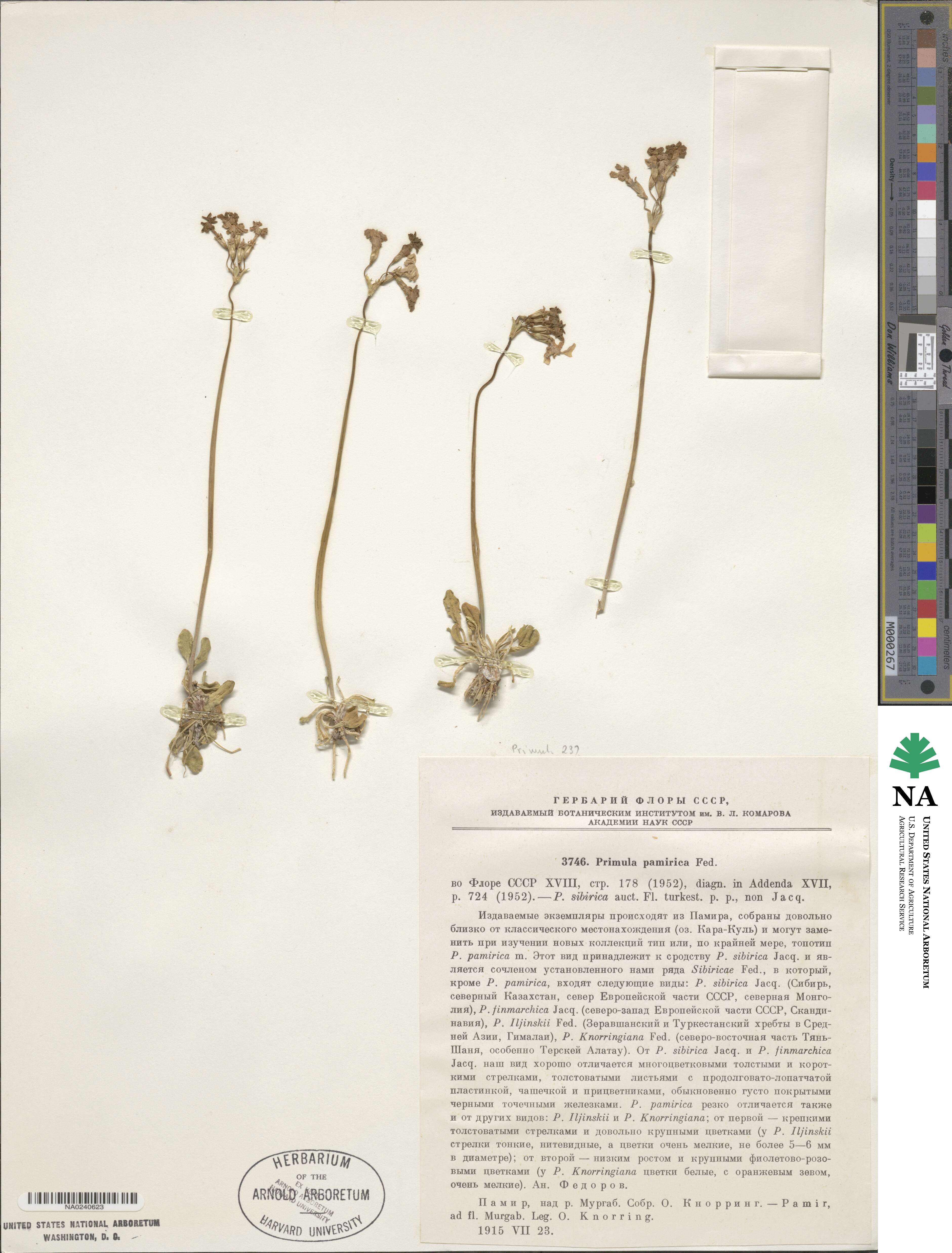 Primula pamirica image