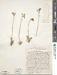 Primula pamirica image