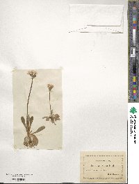 Primula scotica image