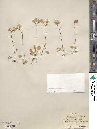 Primula nutans image