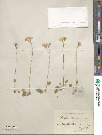 Primula nutans image