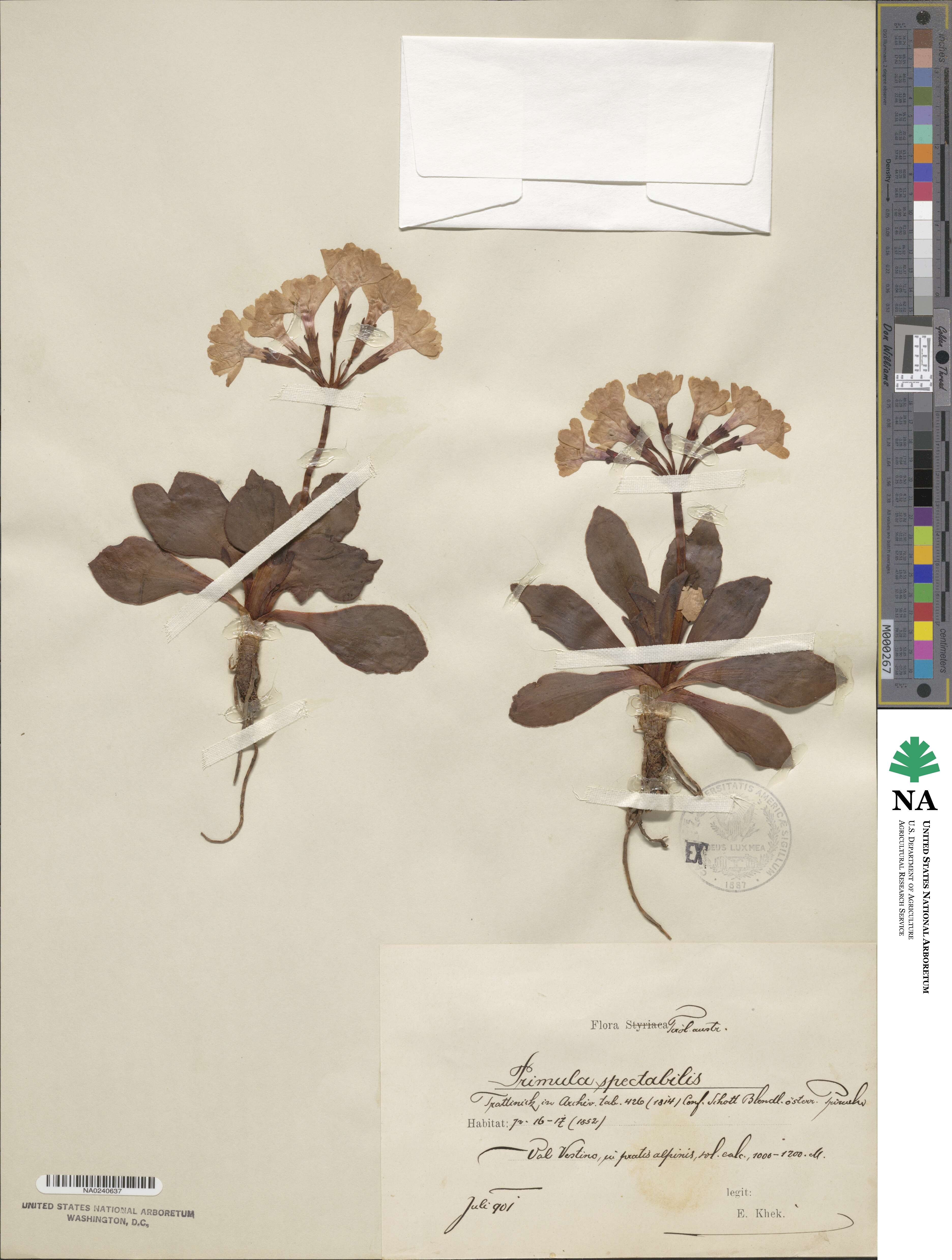 Primula spectabilis image