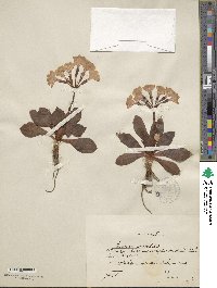 Primula spectabilis image