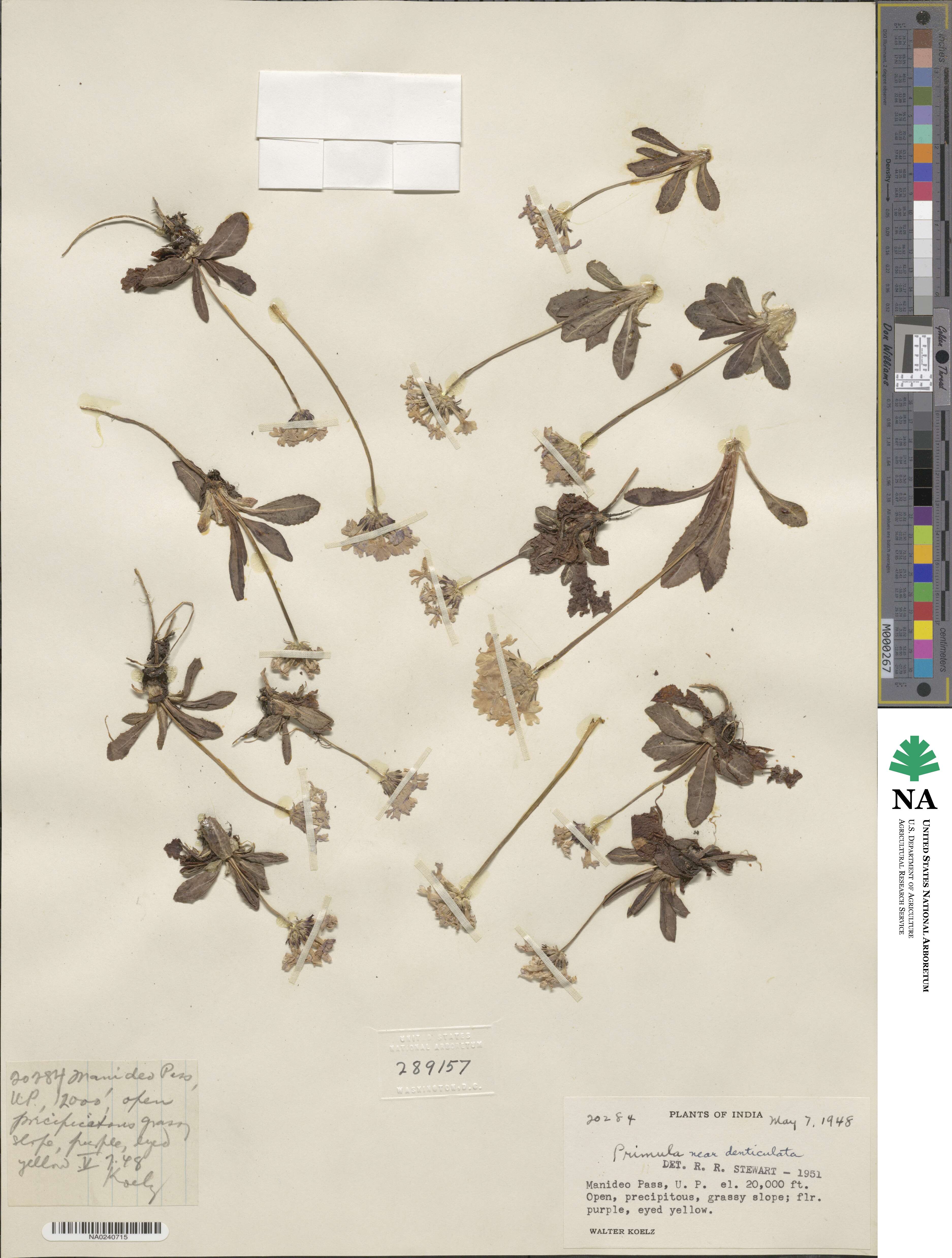 Primula denticulata image