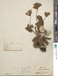 Primula bullata image