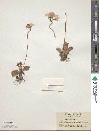 Primula cuneifolia var. hakusanensis image