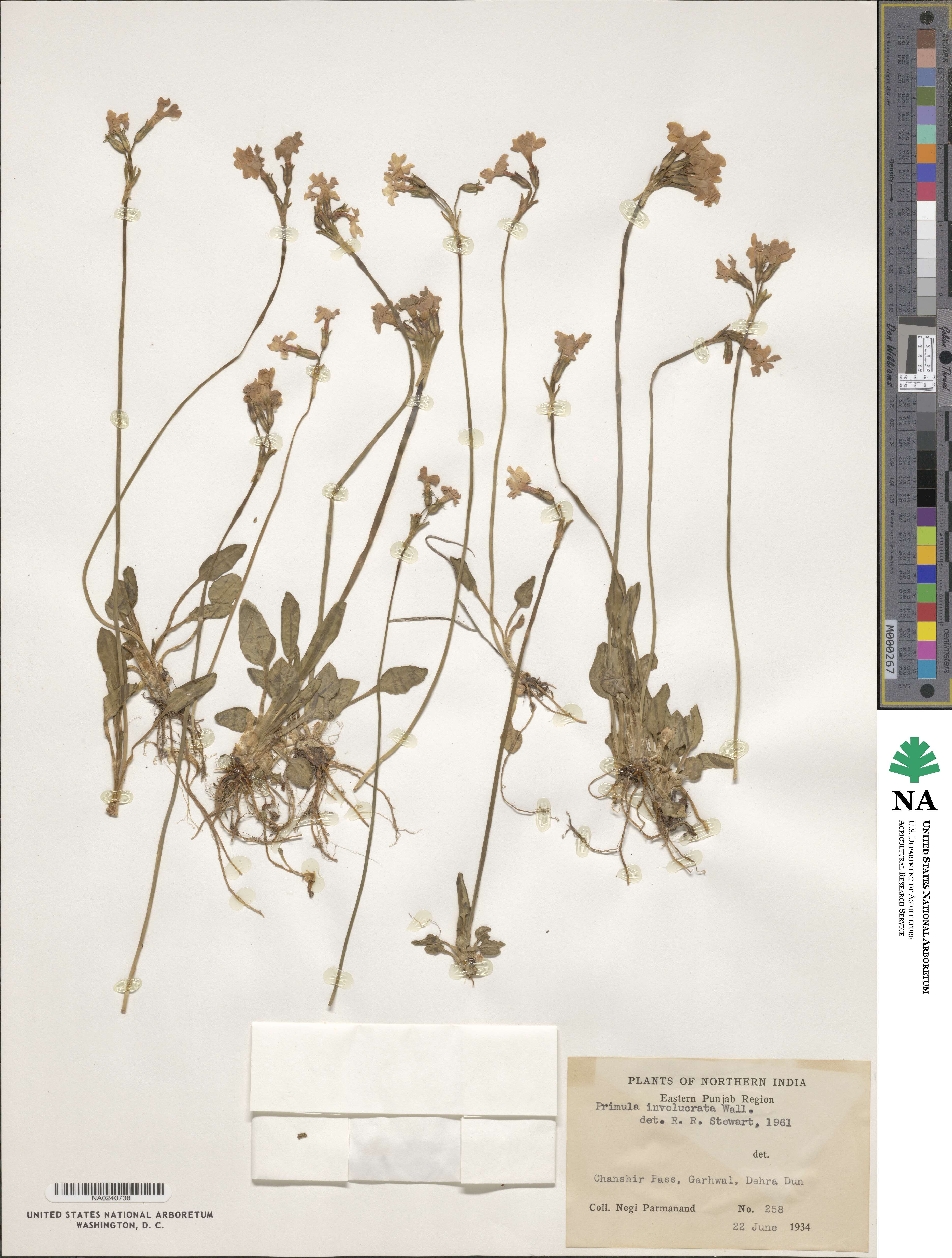 Primula munroi subsp. munroi image