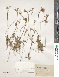 Primula munroi subsp. munroi image