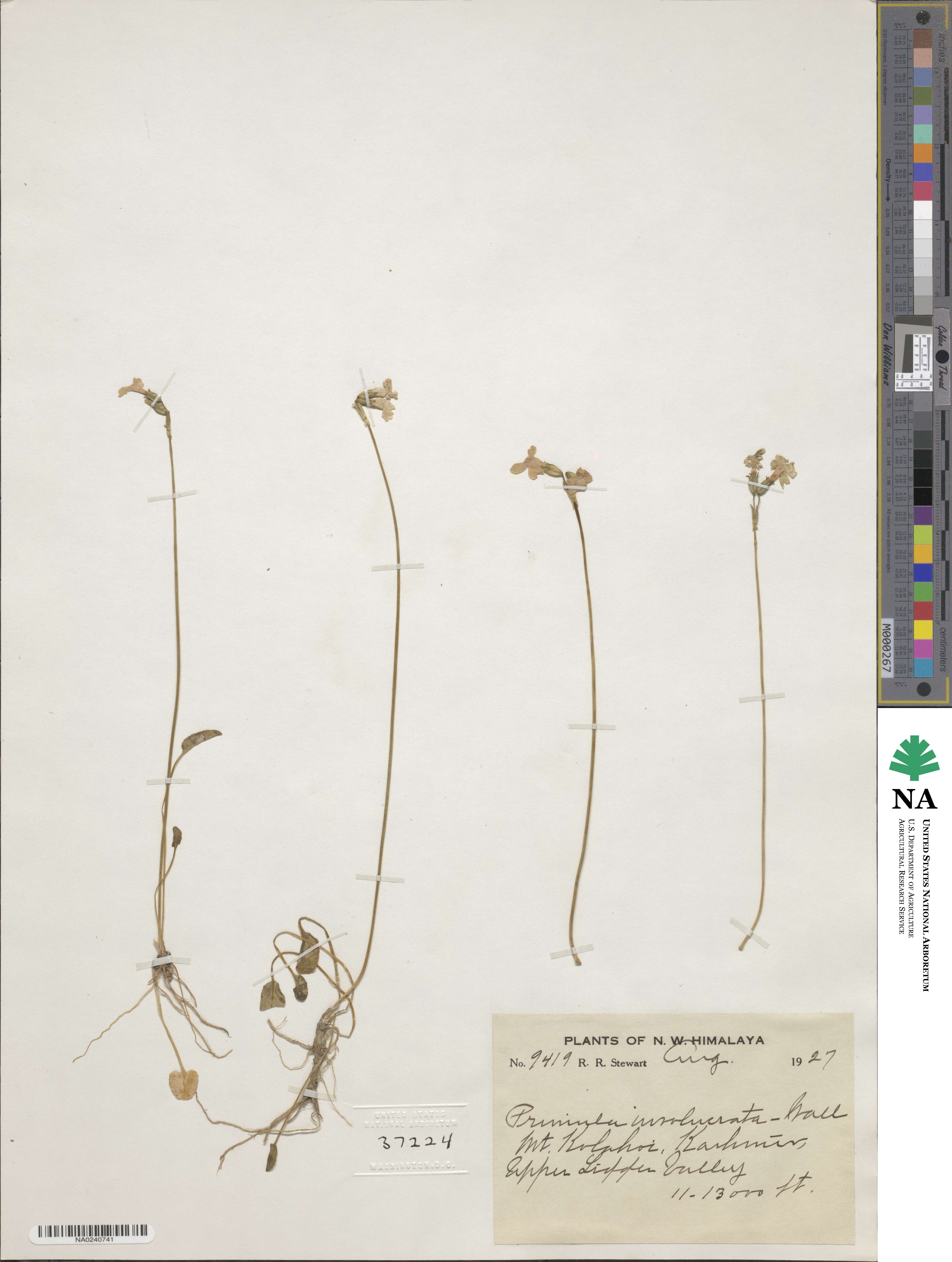 Primula munroi subsp. munroi image